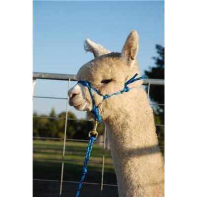 HALTER ROPE ALPACA