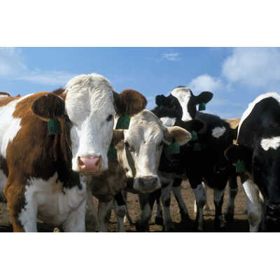 CATTLE PRODUCTS