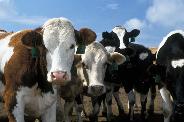 CATTLE PRODUCTS