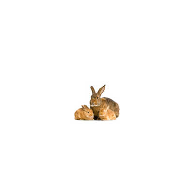 RABBIT