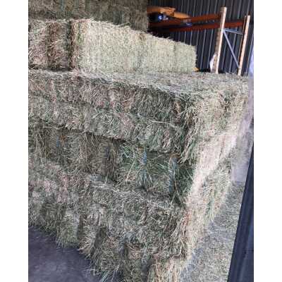Lucerne Hay - Small bale