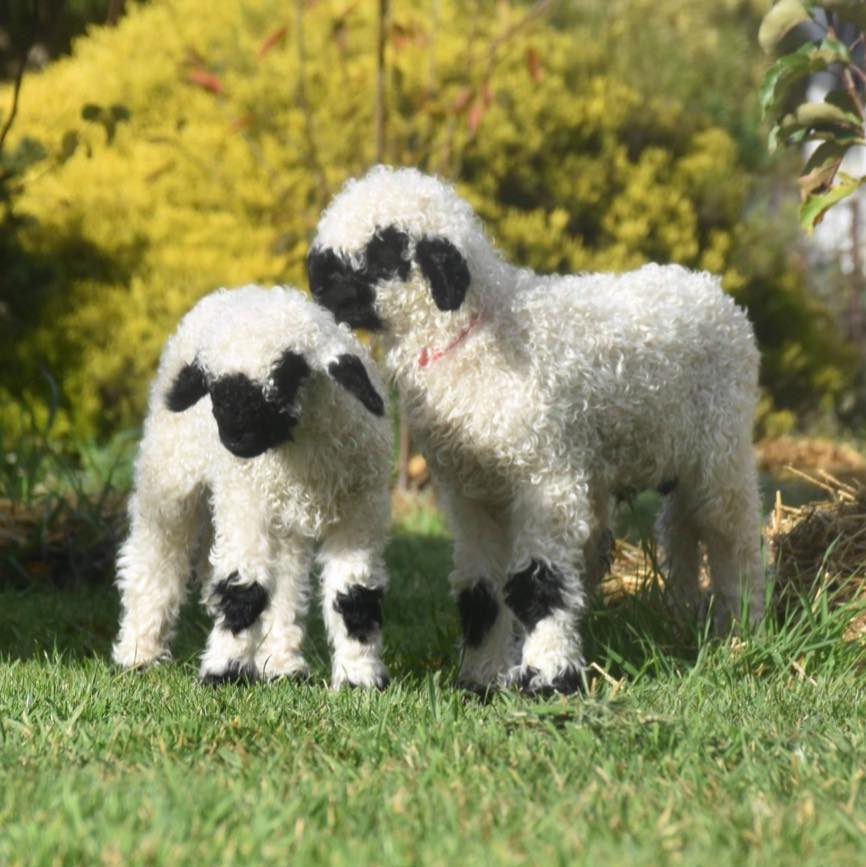 SHEEP PRODUCTS