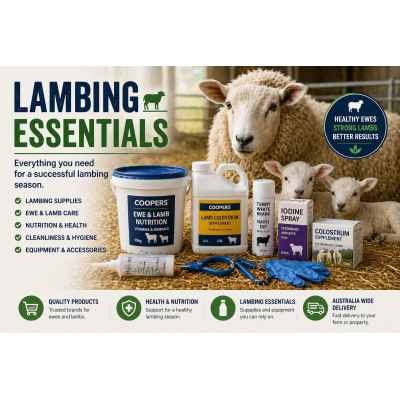 LAMBING
